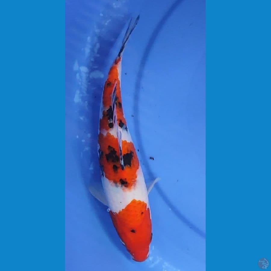 SANKE 26.5 CM FEMALE