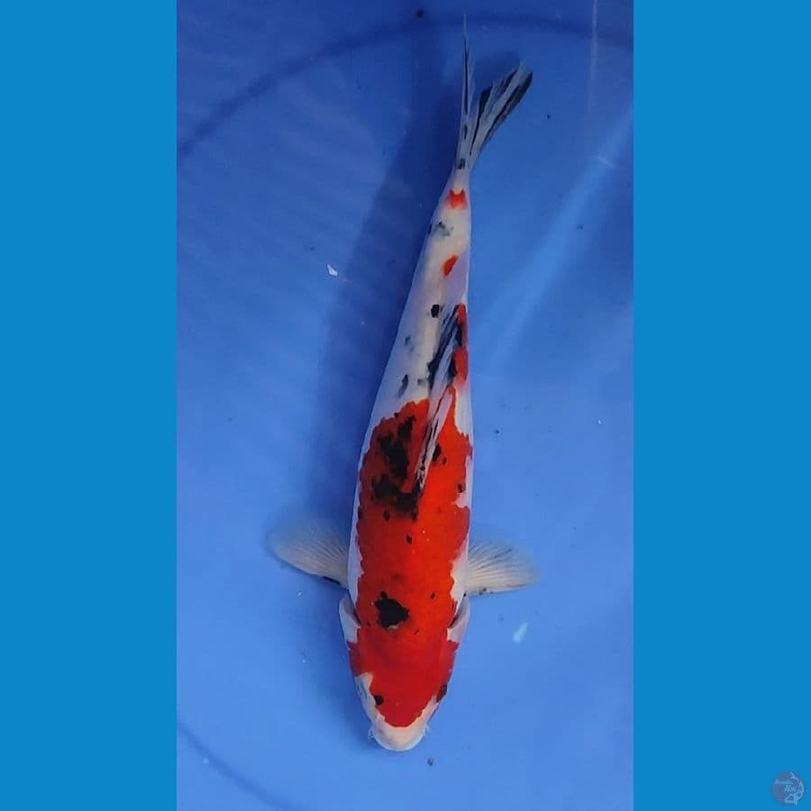 SANKE NERPUNUK 27 CM MALE