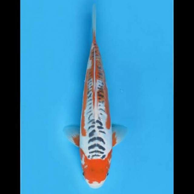 35cm Male - F1 Shusui Maruten