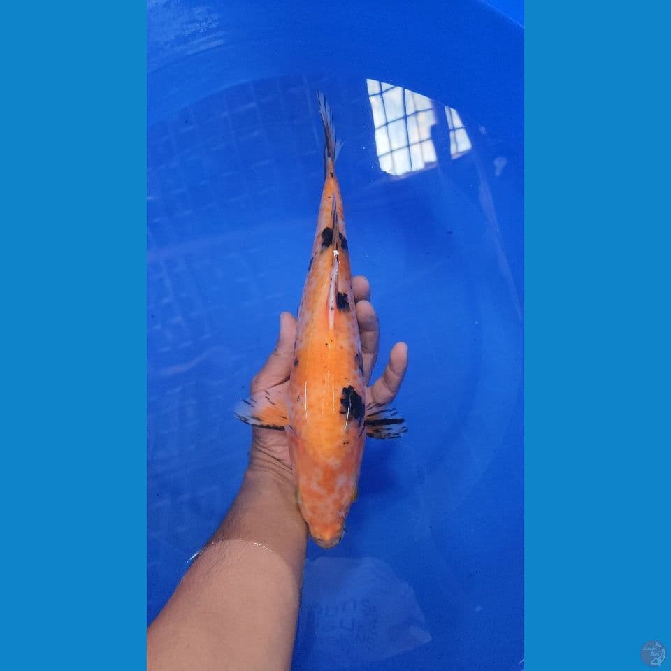 32cm kanoko sanke