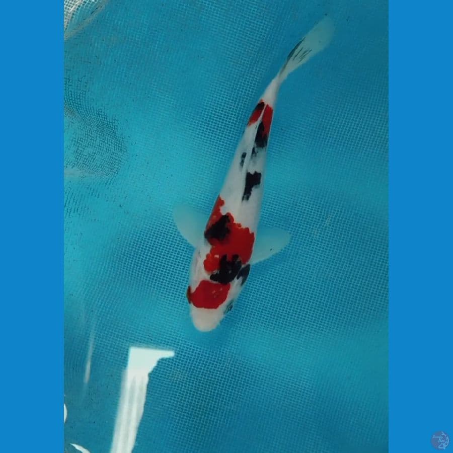 showa 16 cm