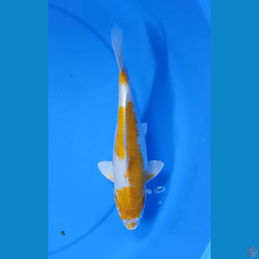 Hariwake 32cm