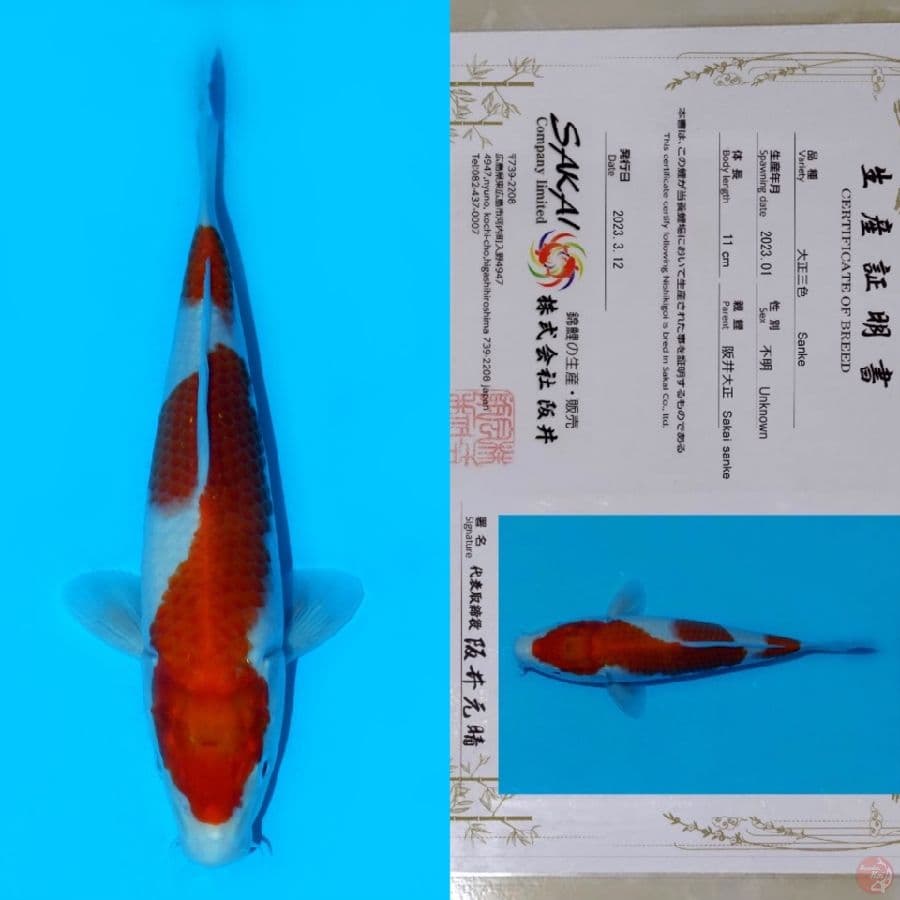 SAKAI KOHAKU HQ 22CM