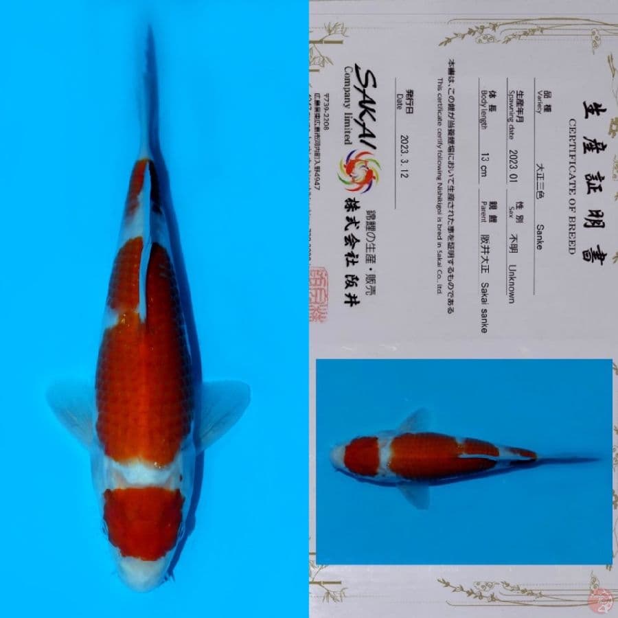 SAKAI MARUTEN KOHAKU HQ 22CM