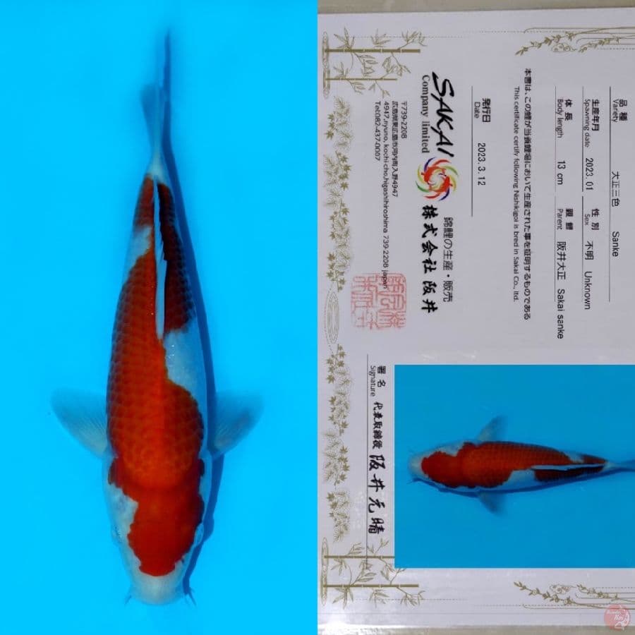 SAKAI INAZUMA KOHAKU HQ 24CM