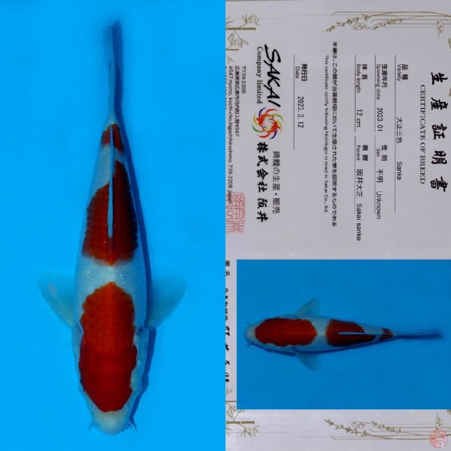 SAKAI SANDAN KOHAKU HQ 22CM