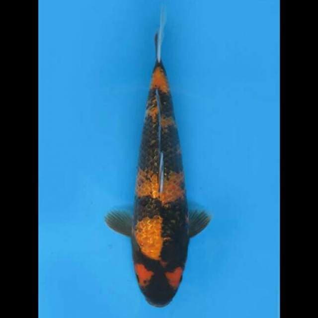 35cm Male - F1 Hi Showa Ginrin Balance