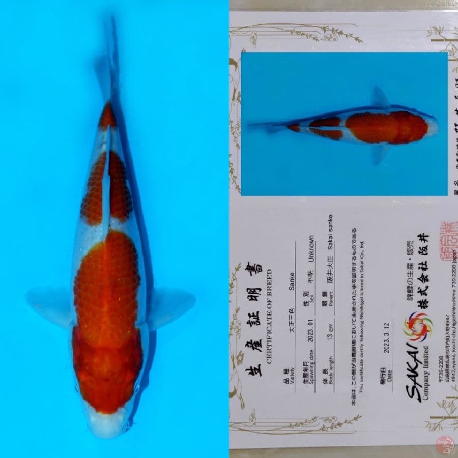 SAKAI SANDAN KOHAKU HQ 22CM