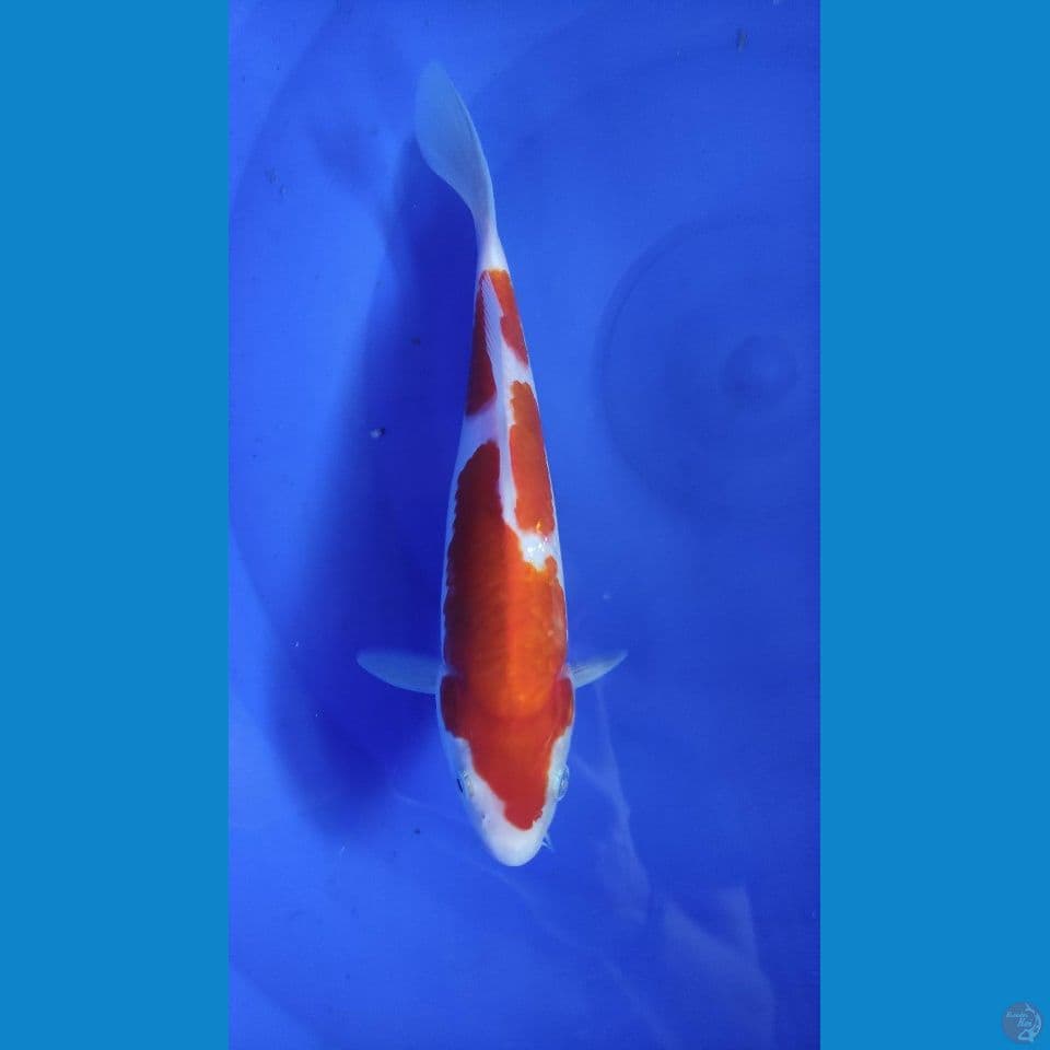 kohaku