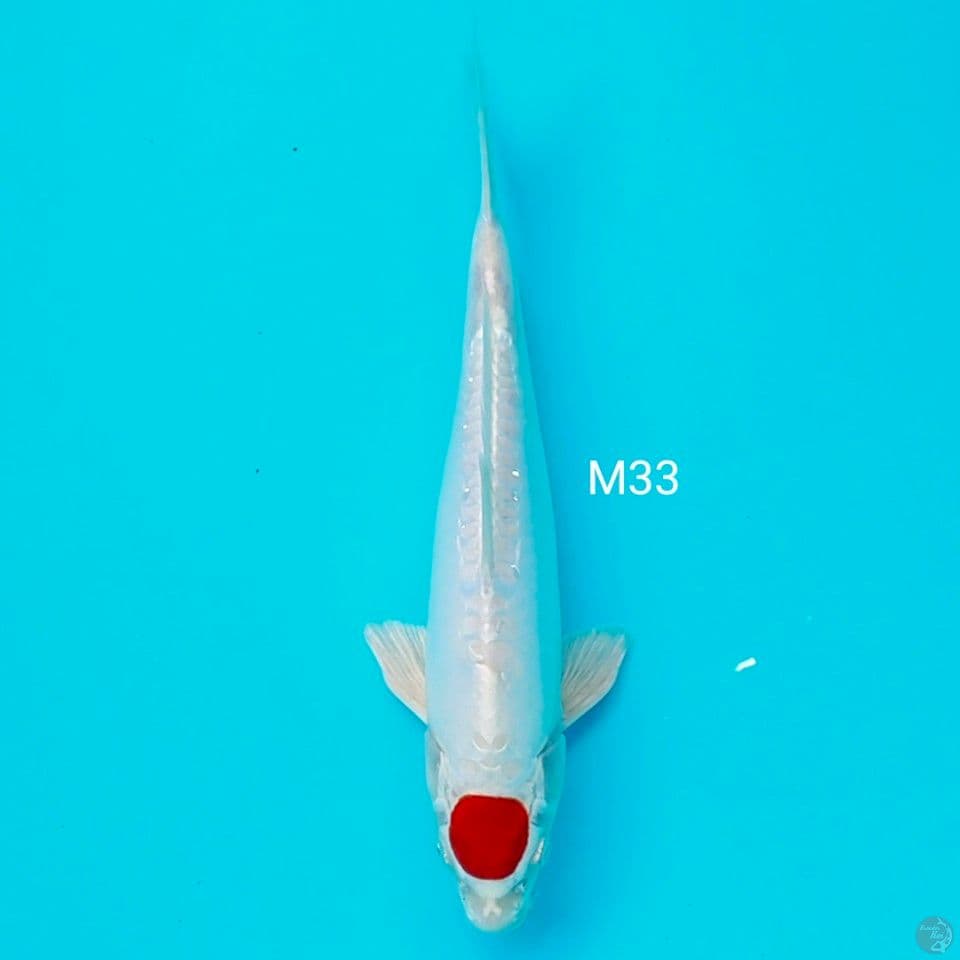 tc kikusui jantan 33cm