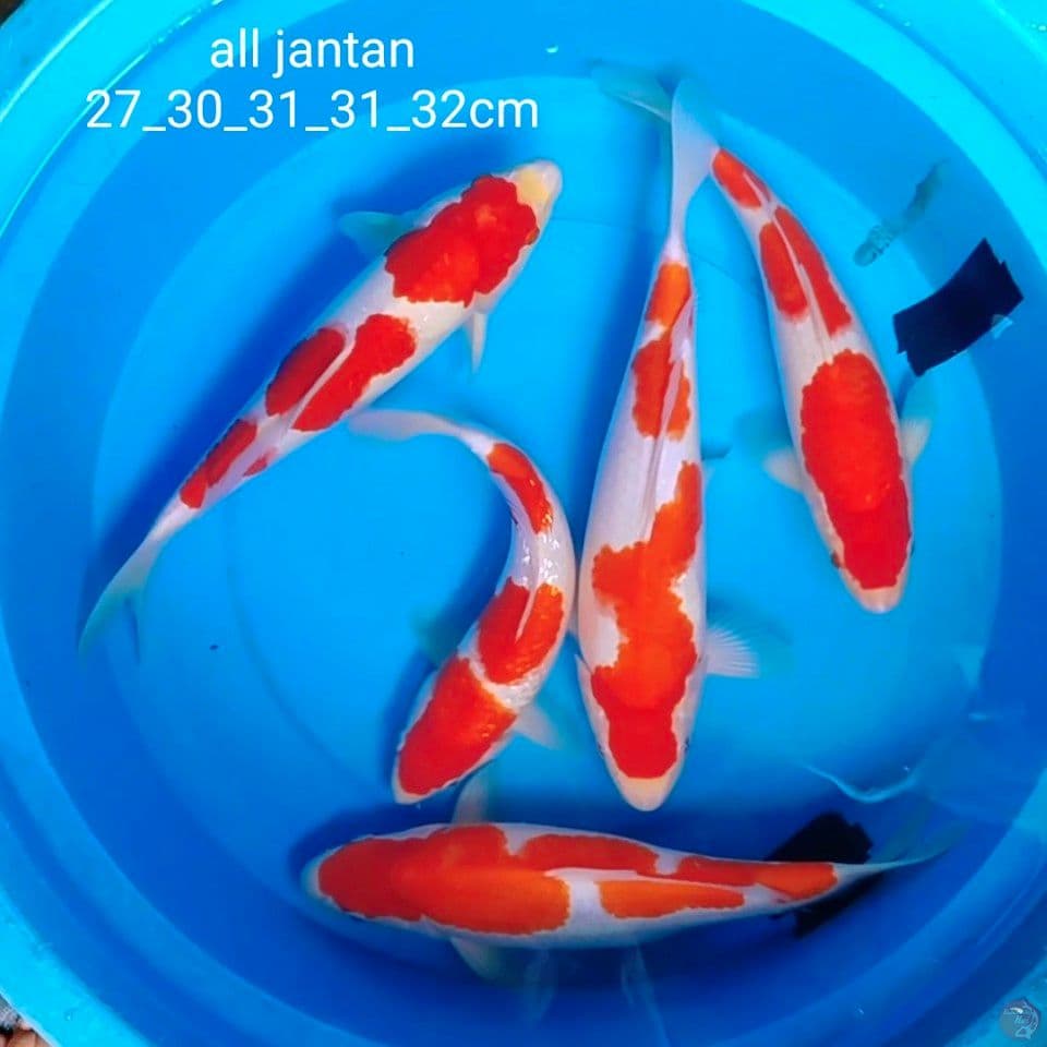 SQ kohaku all jantan 27_32cm