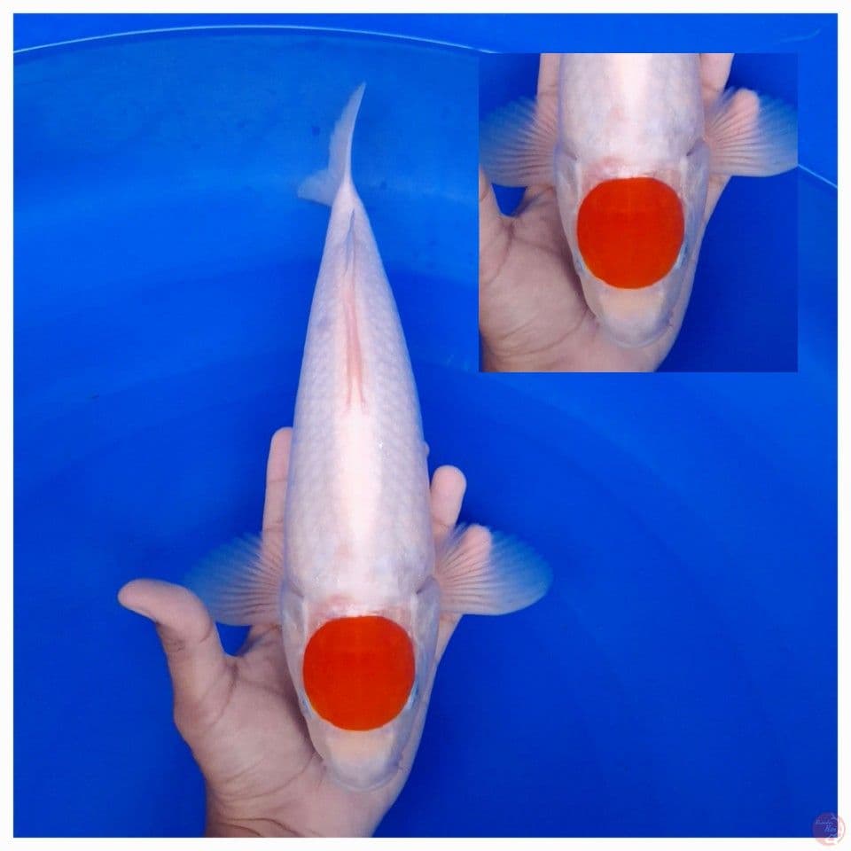 tancho 40 bu male *cuting kering*
