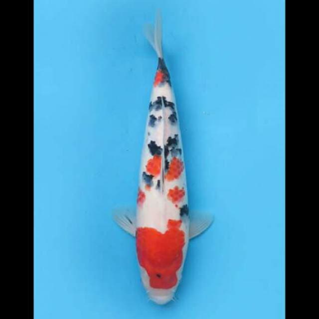 36cm Female - F1 Sanke Sakai