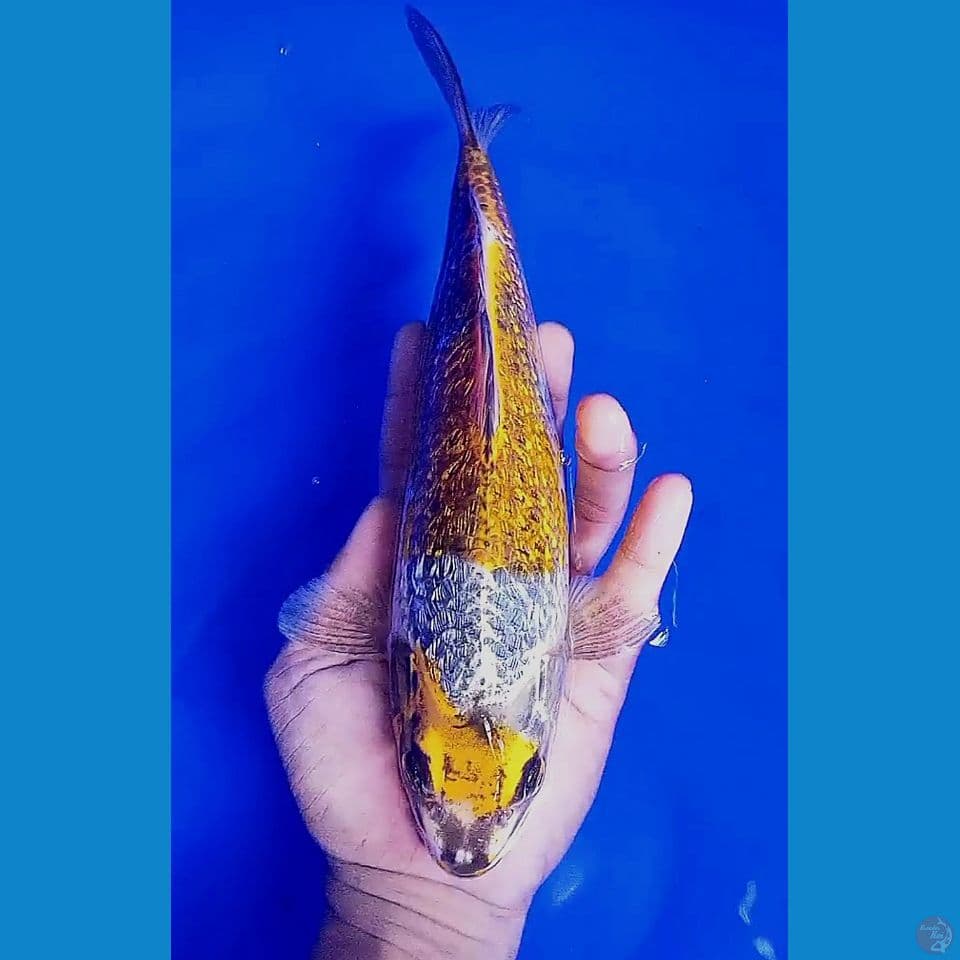 29 cm langka yellow kogane ginrin