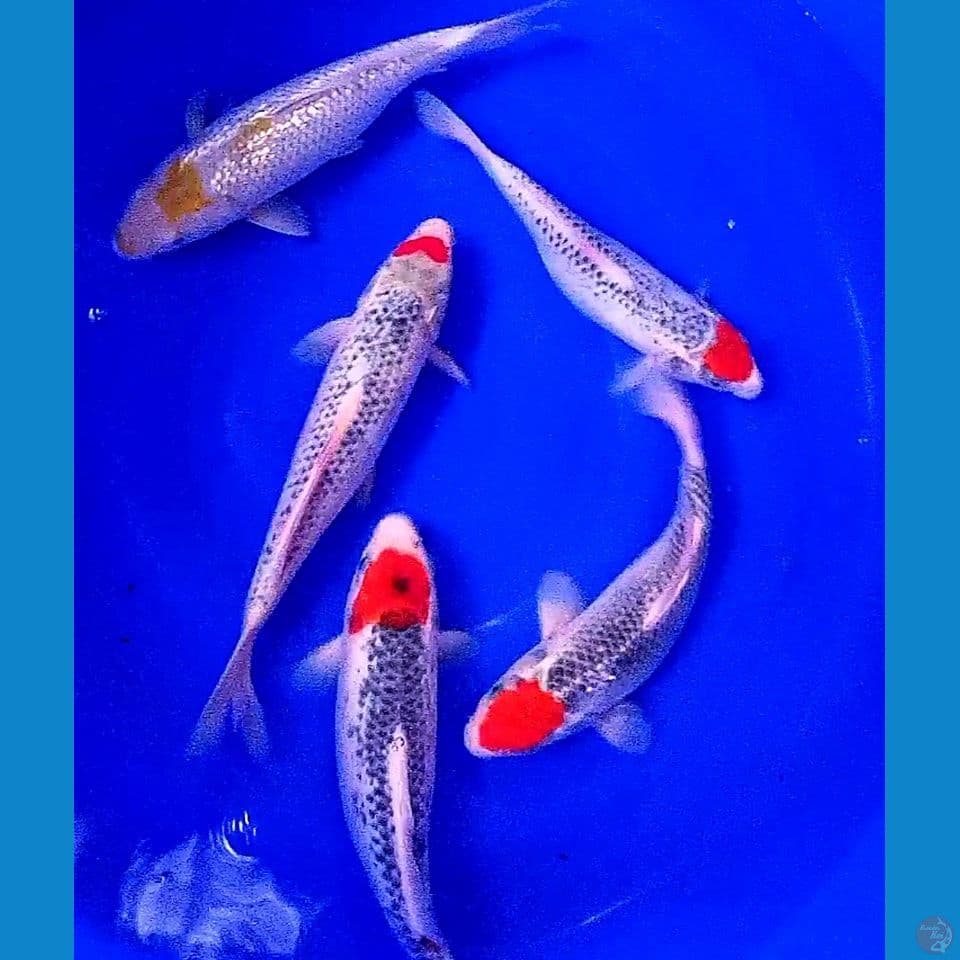 27-32 cm paket tanco