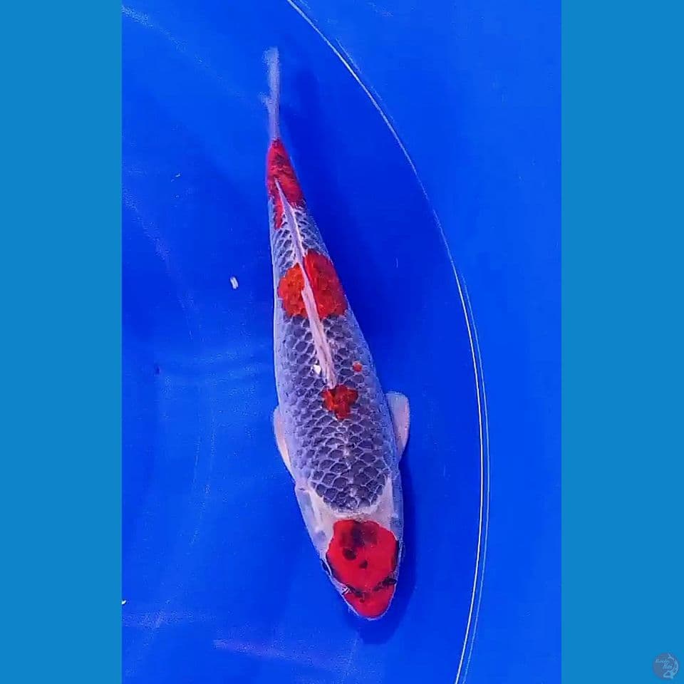 31 cm goshiki maruten red strong