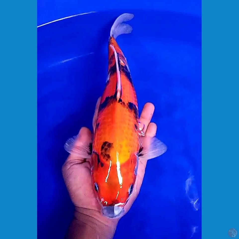 33cm hishowa motogoro
