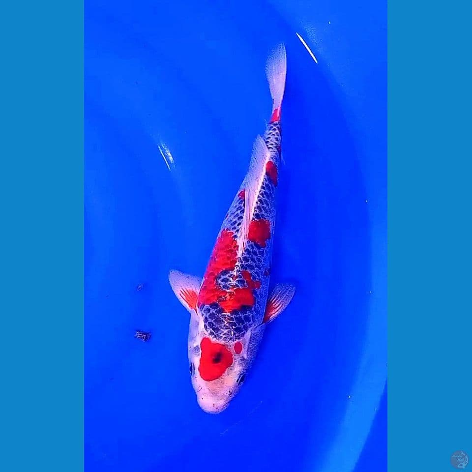 32 cm goshiki jos