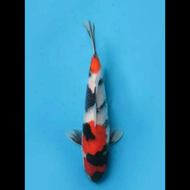 30cm Male - F1 Showa Isa