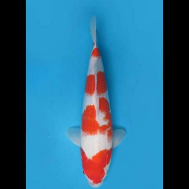 45cm Female - Kohaku Jumbo Tosai F1