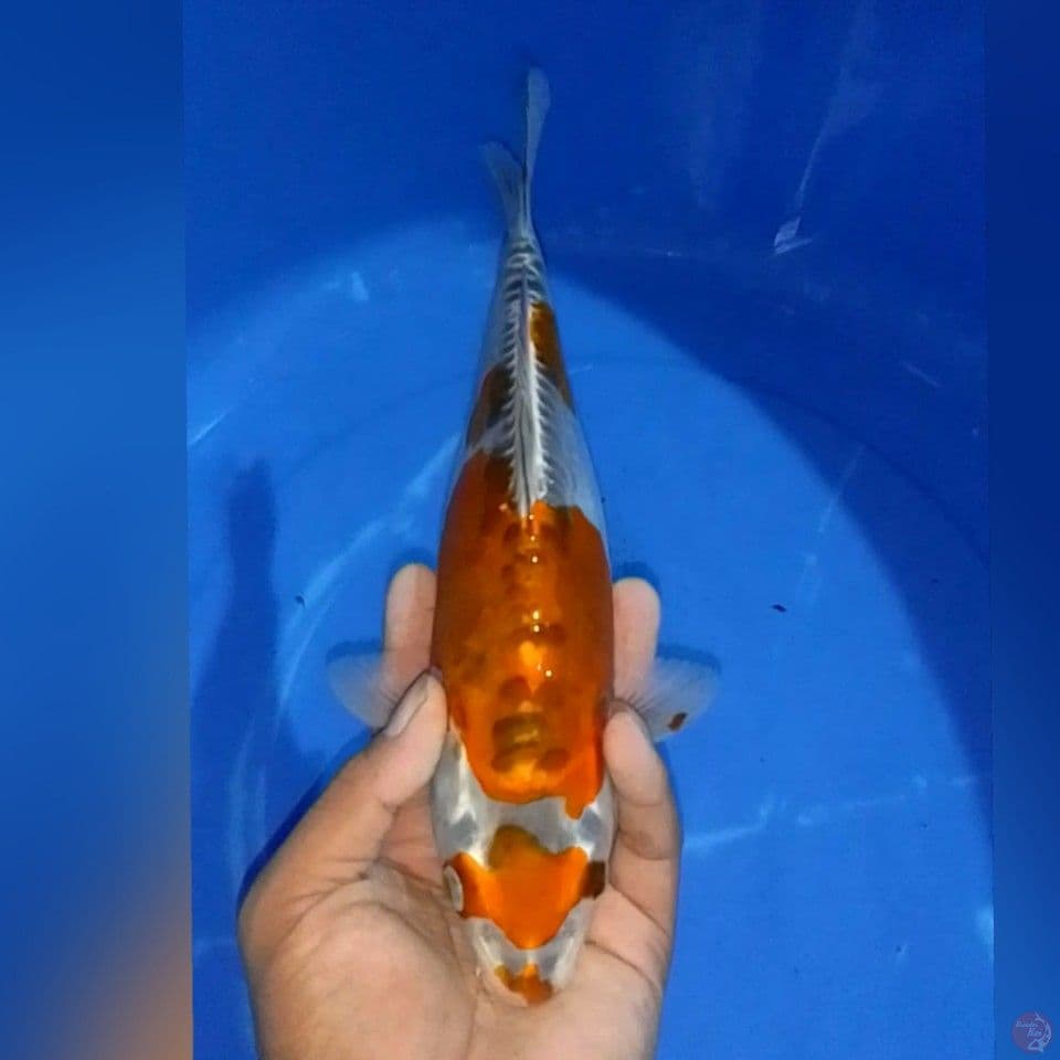 KIKO 27CM