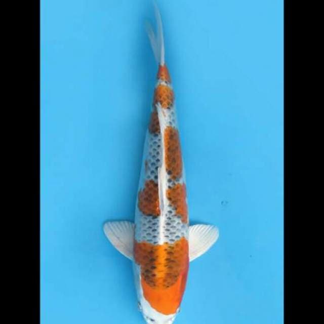 40cm Female - F1 Kujaku Kaneko