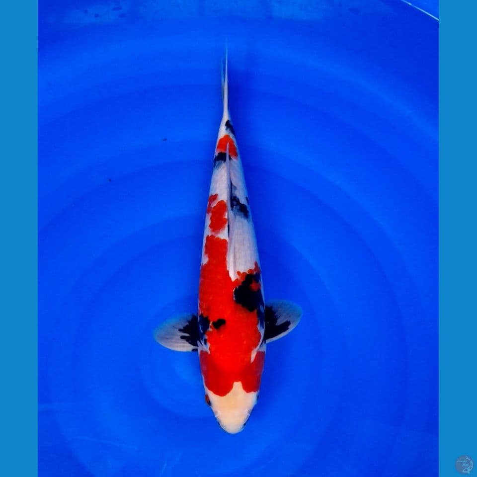 showa 39cm (male)