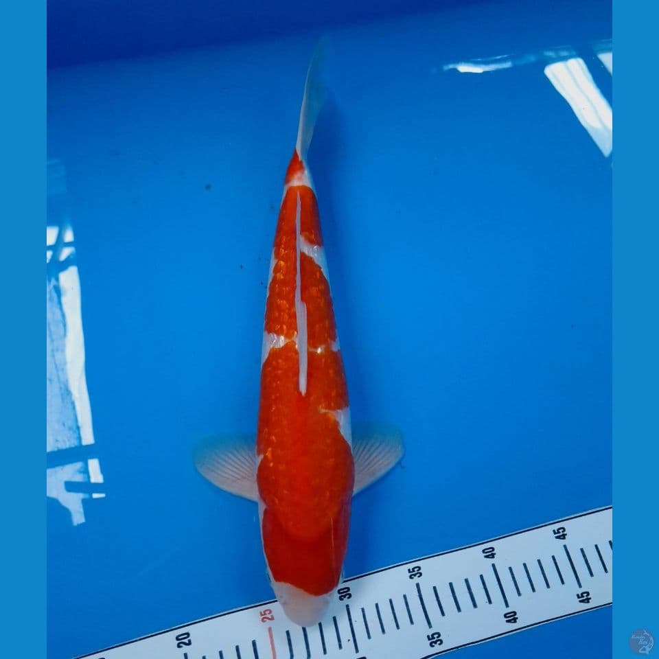 kohaku gindrin 40cm (male)