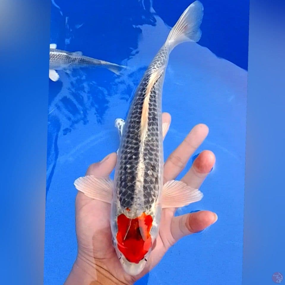 TANCONE KOJAKU M30