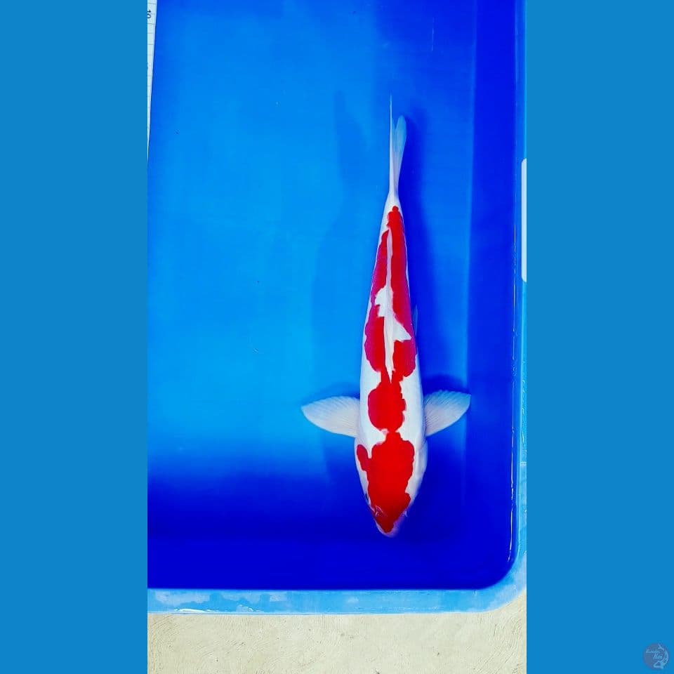 KOHAKU DOITSHU 38 CM (Jantan)