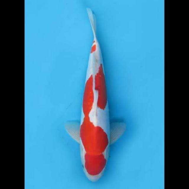 32cm Male - Kohaku Doitsu Murni