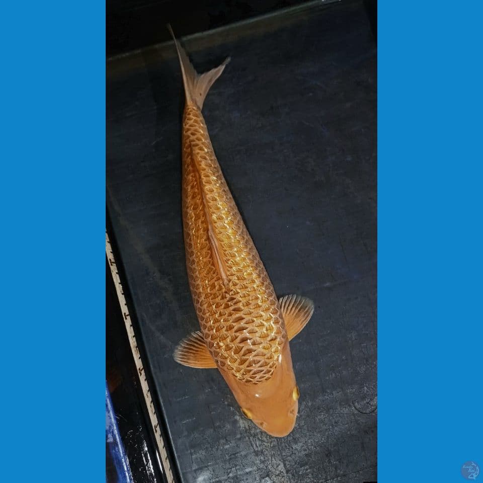 HQ CARAMEL GINDRIN Male 40cm .