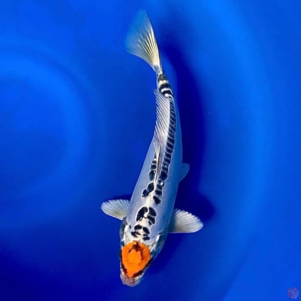 Tancho kiko 30cm male