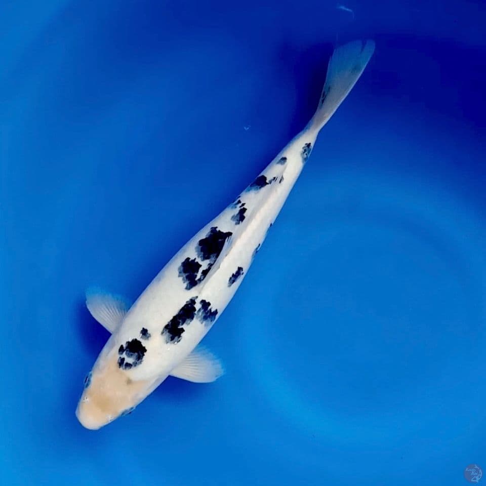 Bekko 33cm