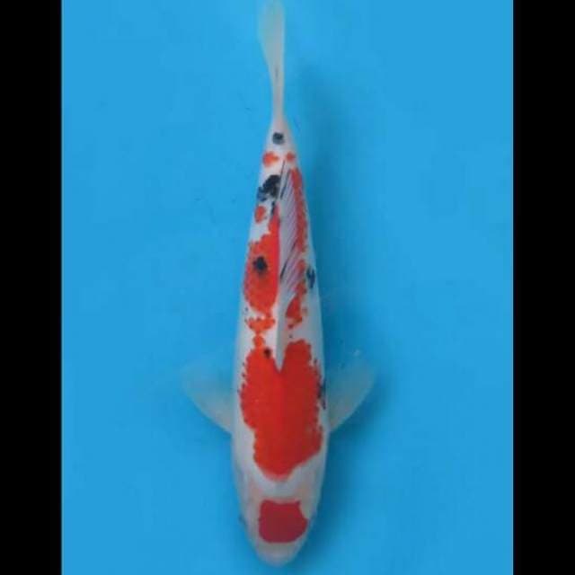 26cm Male - Maruten Sanke