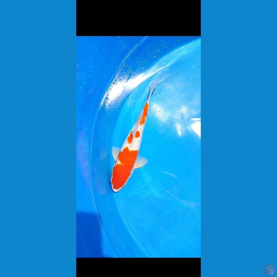 kohaku 35 cm male