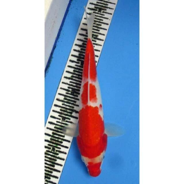 KOHAKU