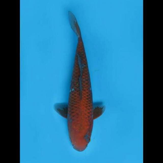 34cm Female - Ochiba Shigure Gure