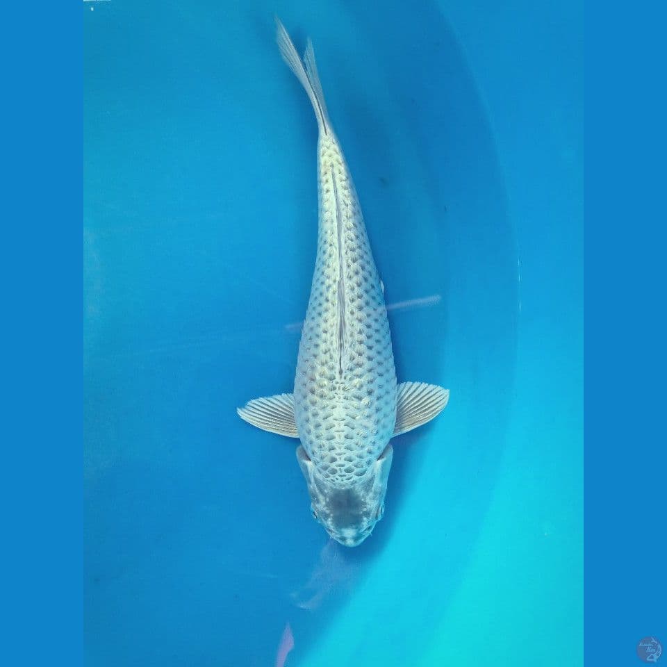 MUKASI GINDRIN 31CM