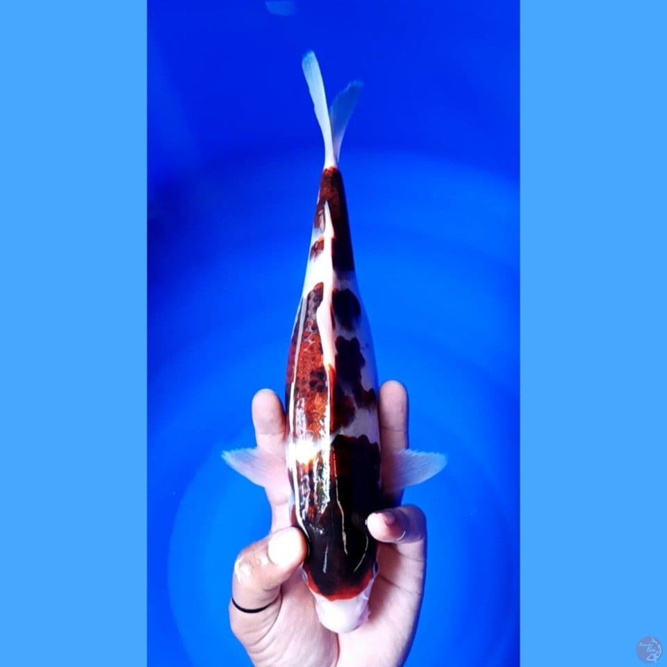goromo 29 cm