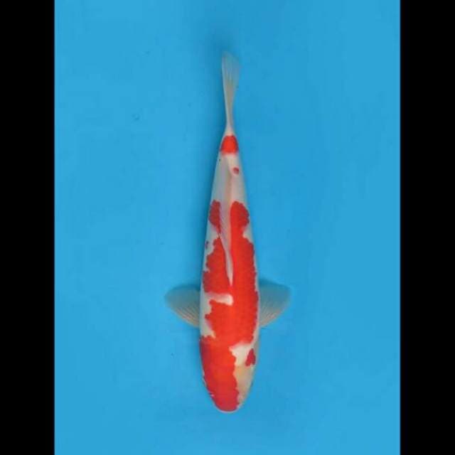 35cm Female - Kohaku Bakat Jumbo