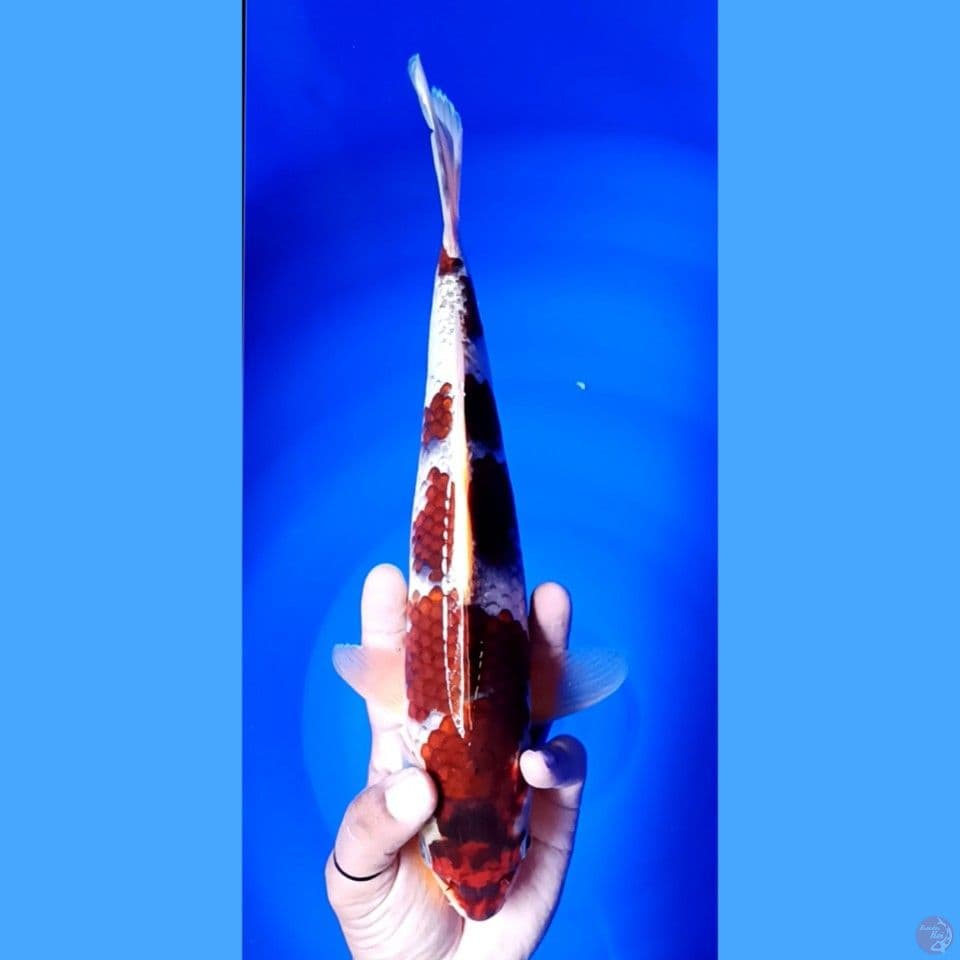 goromo 30 cm