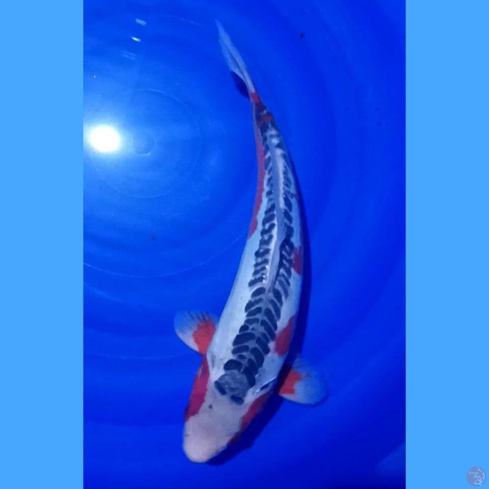 shusui 42 cm