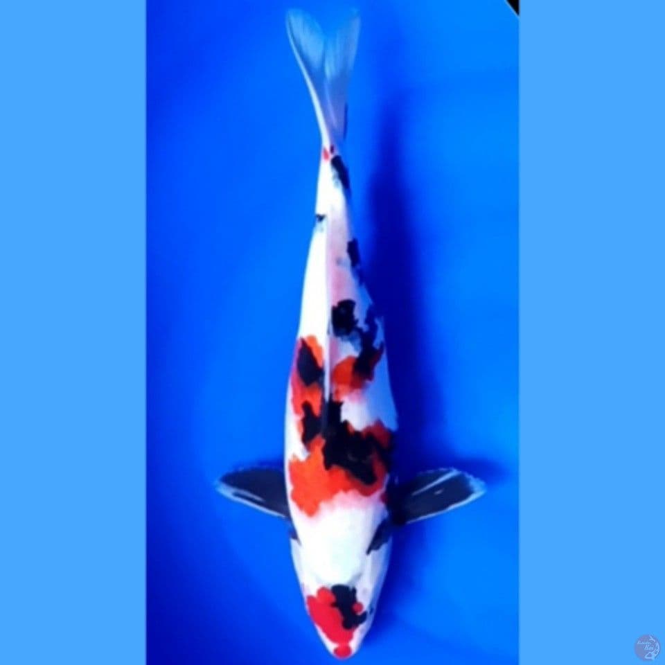 showa 32 cm