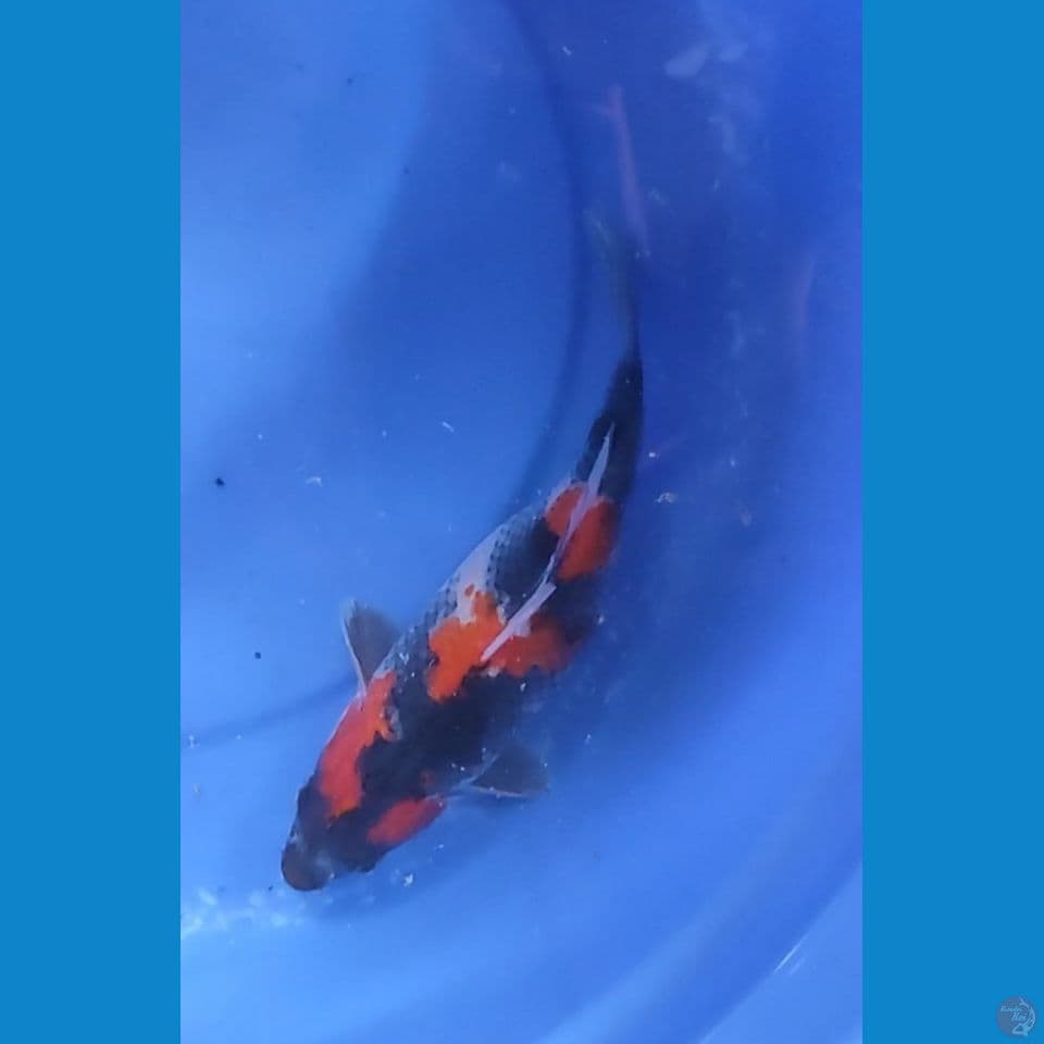 Showa Sanshoku 27.5 cm Female