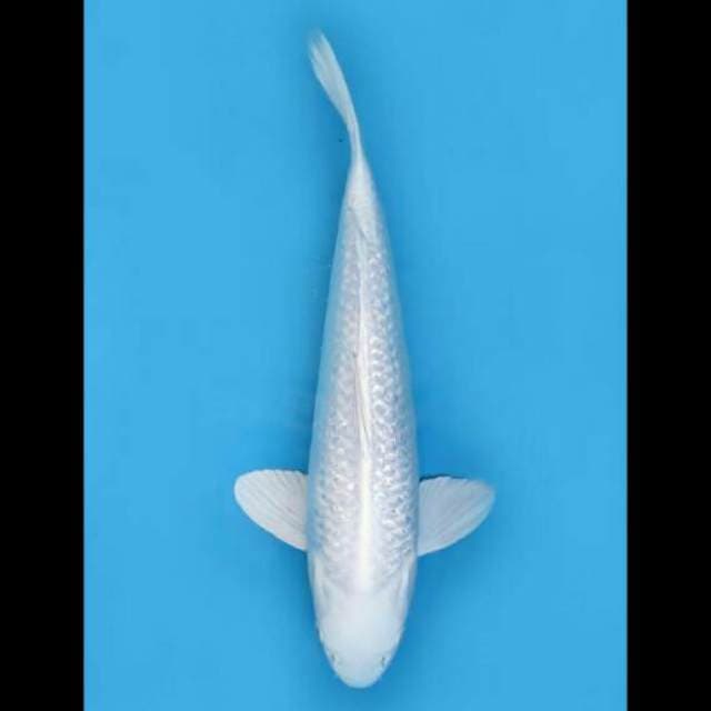 40cm Male - Platinum Ginrin Sq