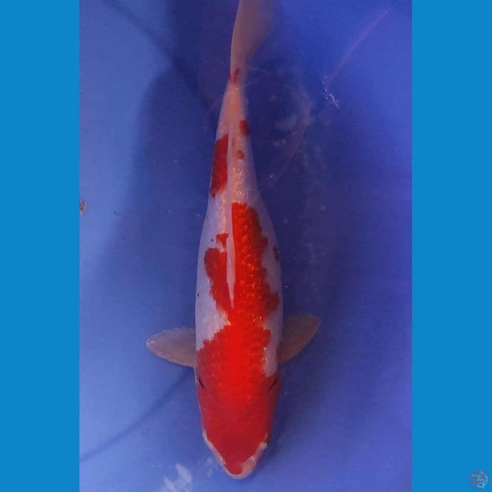 KOHAKU FULL GINDRIN BERPUNUK 33 CM Female
