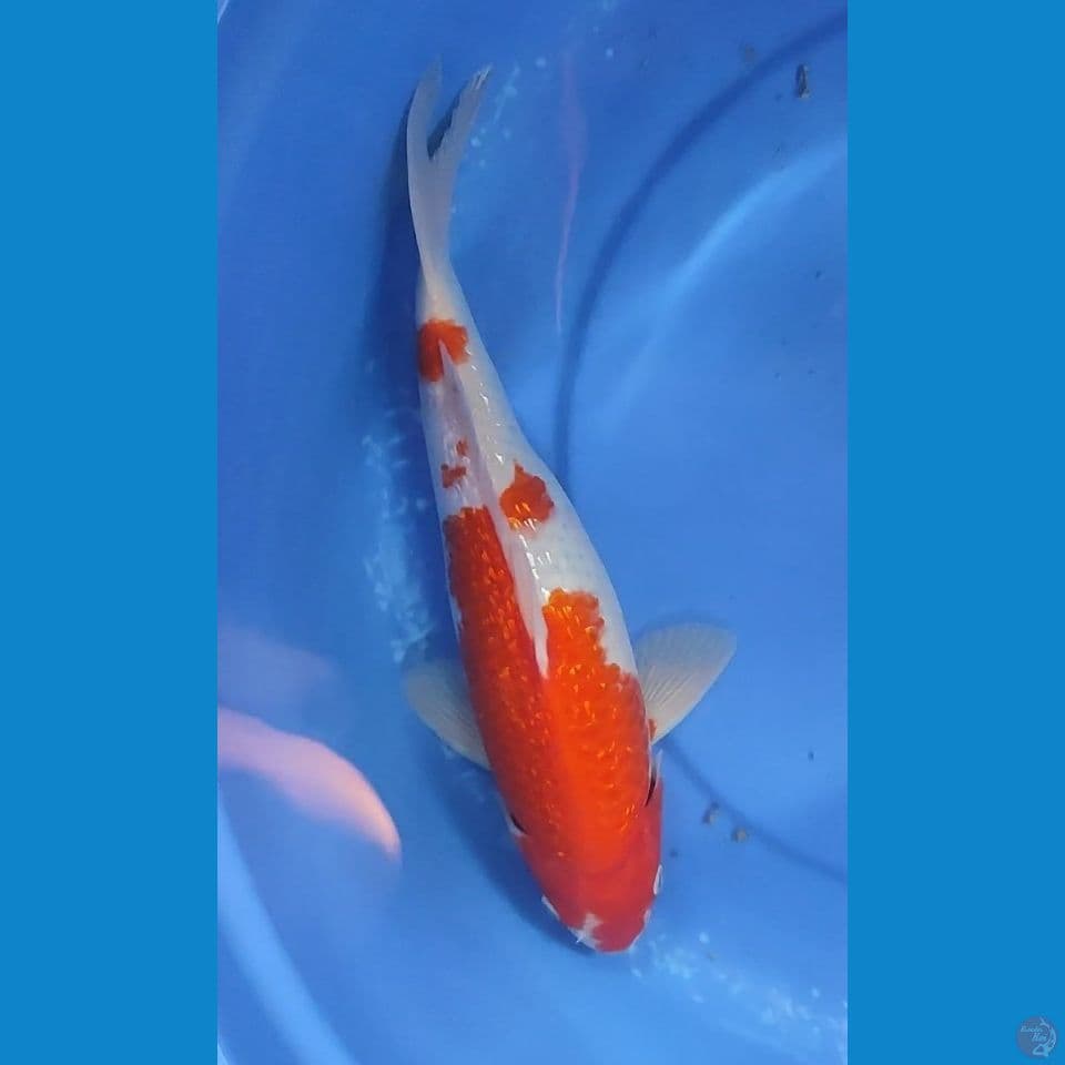 KOHAKU Full Gindrin Berpunuk 33 cm ML