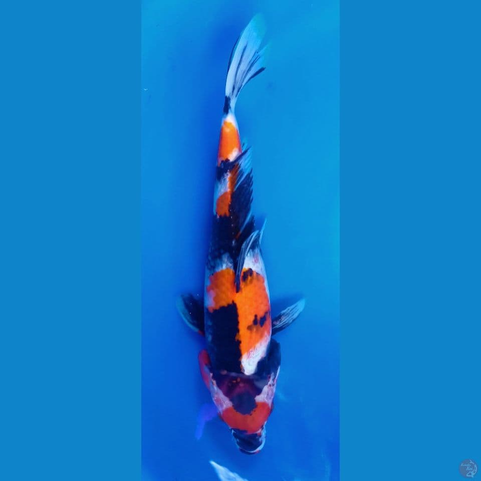 MARUTEN SHOWA 31CM(JANTAN)