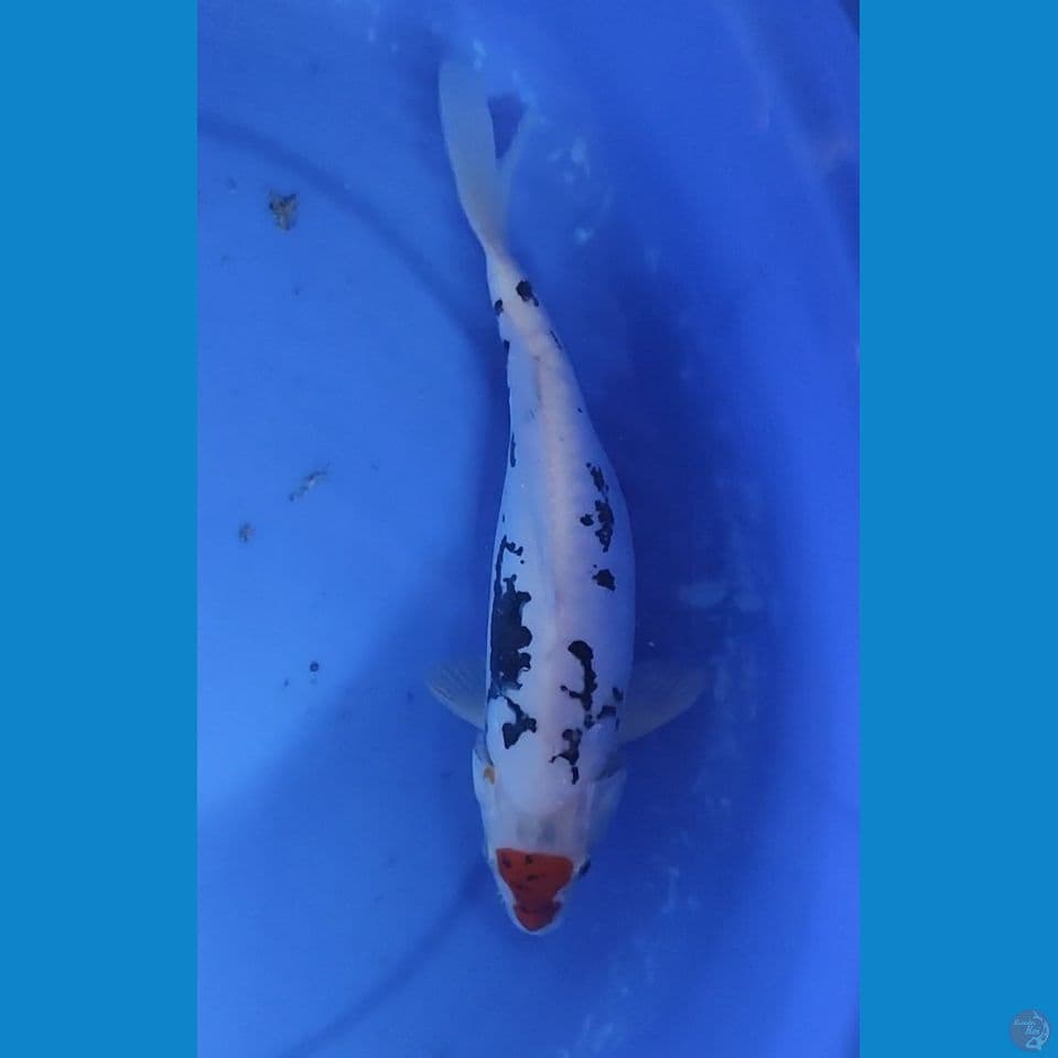 original Tancho Benikumonriyu 26.5 cm Female